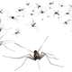 Illustration for article titled Why can mosquitoes fly in the rain?
